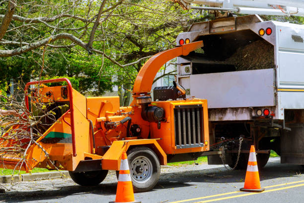Best Tree Disease Treatment  in Pinehurst, ID