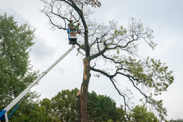 Professional Tree Removal in Pinehurst, ID