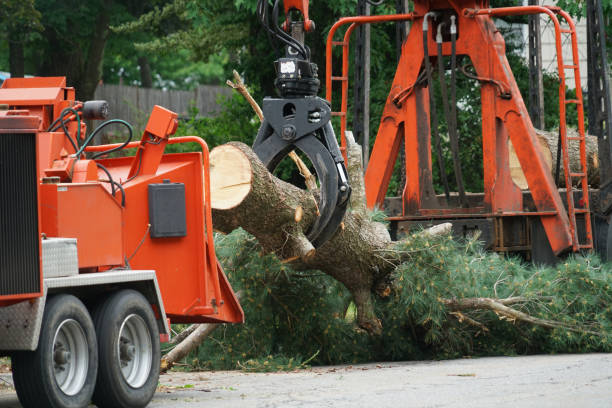 Best Tree Preservation Services  in Pinehurst, ID