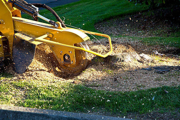 Best Tree Maintenance Programs  in Pinehurst, ID