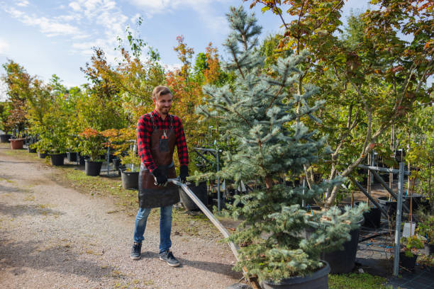How Our Tree Care Process Works  in  Pinehurst, ID