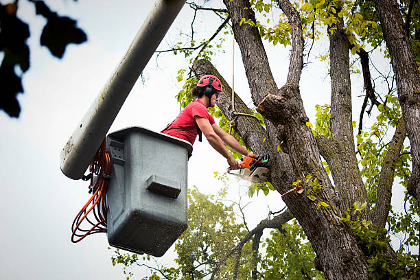 Best Fruit Tree Pruning  in Pinehurst, ID