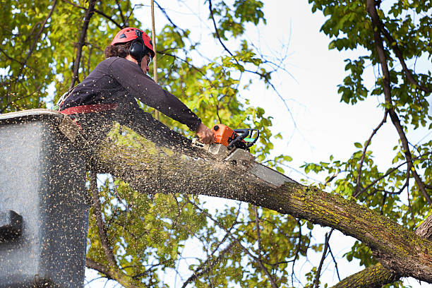 Best Organic Lawn Care Solutions  in Pinehurst, ID