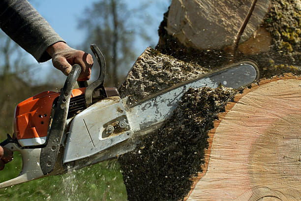 Best Emergency Tree Removal  in Pinehurst, ID
